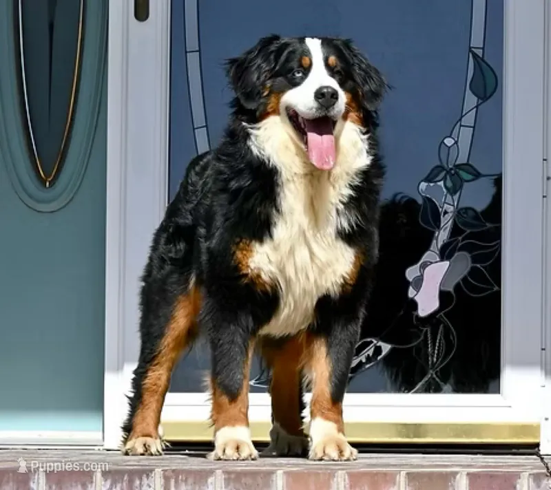 Echo – Bernese Mountain Dog puppy on hold in Kensington, KS