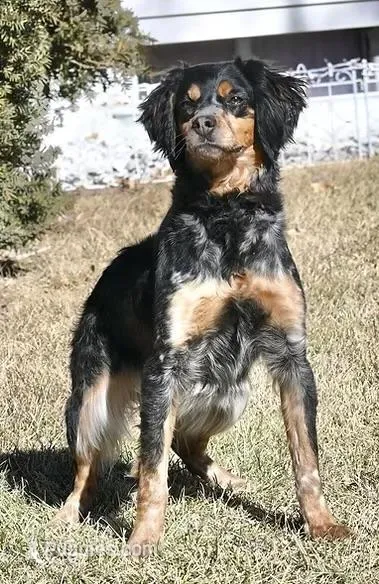 MarryAnne – French Brittany puppy for sale in Kensington, KS