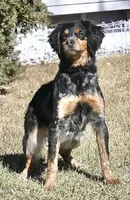 MarryAnne, a female French Brittany for sale in Kensington, KS – 1 of 1
