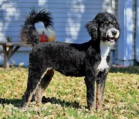 Suger – Miniature Bernedoodle puppy on hold in Kensington, KS