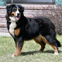 Millie, a female Bernese Mountain Dog for sale in Kensington, KS – 1 of 1