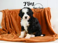 Flint, a male Miniature Bernedoodle for sale in Kensington, KS – Photo 3 of 4
