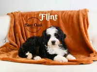 Flint, a male Miniature Bernedoodle for sale in Kensington, KS – Photo 2 of 4