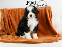 Flint, a male Miniature Bernedoodle for sale in Kensington, KS – Photo 4 of 4