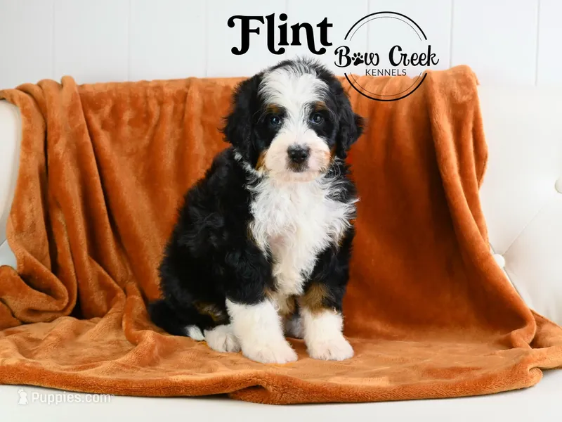 Flint – Miniature Bernedoodle puppy for sale in Kensington, KS