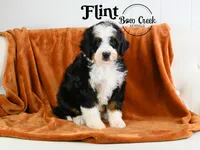 Flint, a male Miniature Bernedoodle for sale in Kensington, KS – Photo 1 of 4
