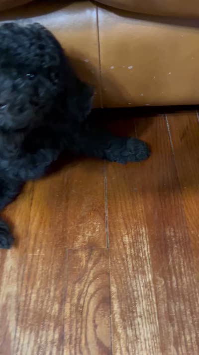 Umka, a male Poodle - Miniature  for sale in Hollywood, FL – 10 of 10