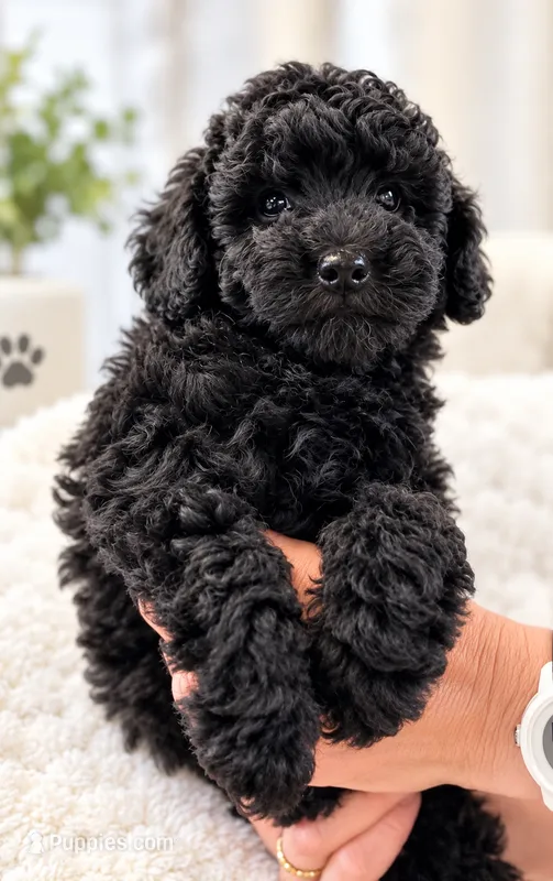 Umka – Poodle - Miniature  puppy for sale in Hollywood, FL