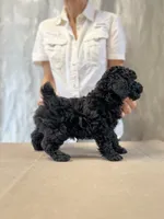 Umka, a male Poodle - Miniature  for sale in Hollywood, FL – 7 of 10