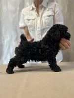 Umka, a male Poodle - Miniature  for sale in Hollywood, FL – 4 of 10