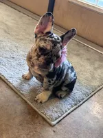 Birdie, a female French Bulldog for sale in Mims, FL – 9 of 10