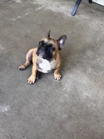 Vidi , a male French Bulldog for sale in Mims, FL – 2 of 2