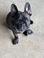 Vinci, a male French Bulldog for sale in Mims, FL – 4 of 5