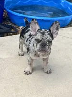 Birdie, a female French Bulldog for sale in Mims, FL – 2 of 10