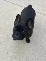 Ruby, a female French Bulldog for sale in Mims, FL – 2 of 7