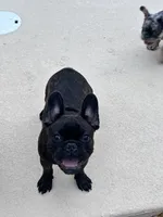 Vinci, a male French Bulldog for sale in Mims, FL – 3 of 5