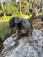 Suko, a male French Bulldog for sale in Mims, FL – 7 of 10