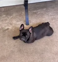 Ruby, a female French Bulldog for sale in Mims, FL – 6 of 7