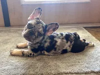 Birdie, a female French Bulldog for sale in Mims, FL – 4 of 10