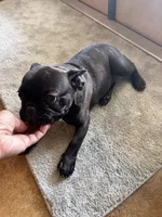 Vinci, a male French Bulldog for sale in Mims, FL – 5 of 5