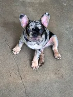 Bluey, a male French Bulldog for sale in Mims, FL – 8 of 9