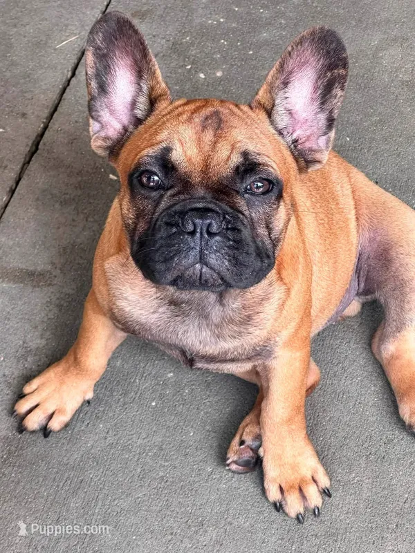 Vinny – French Bulldog puppy for sale in Mims, FL