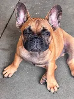 Vinny, a male French Bulldog for sale in Mims, FL – 1 of 2