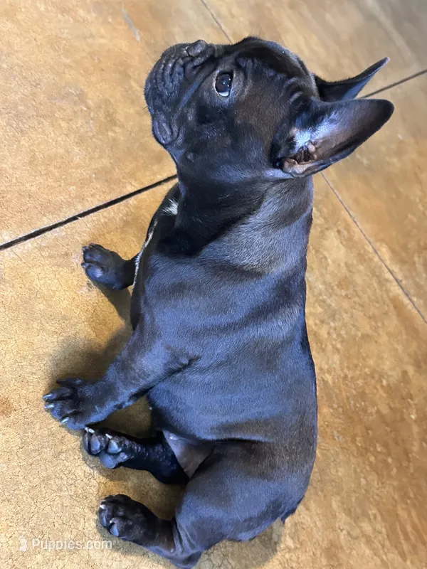 Ruby – French Bulldog puppy for sale in Mims, FL