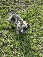 Suko, a male French Bulldog for sale in Mims, FL – 9 of 10