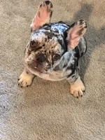 Birdie, a female French Bulldog for sale in Mims, FL – 3 of 10
