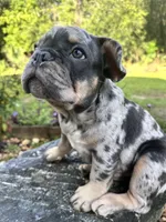 Suko, a male French Bulldog for sale in Mims, FL – 2 of 10