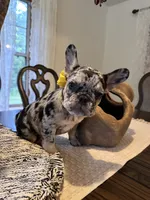 Birdie, a female French Bulldog for sale in Mims, FL – 8 of 10