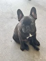 Vinci, a male French Bulldog for sale in Mims, FL – 2 of 5