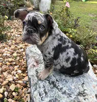 Suko, a male French Bulldog for sale in Mims, FL – 5 of 10
