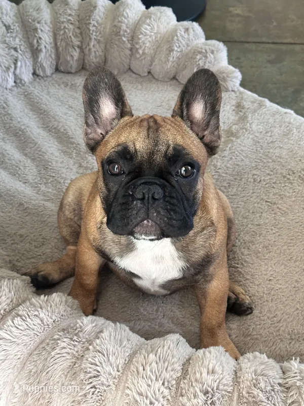 Vidi  – French Bulldog puppy for sale in Mims, FL