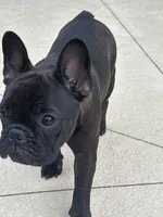 Ruby, a female French Bulldog for sale in Mims, FL – 3 of 7