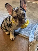 Birdie, a female French Bulldog for sale in Mims, FL – 6 of 10