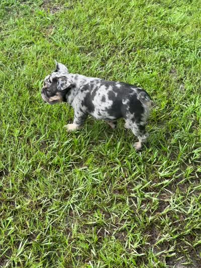 Suko, a male French Bulldog for sale in Mims, FL – 10 of 10