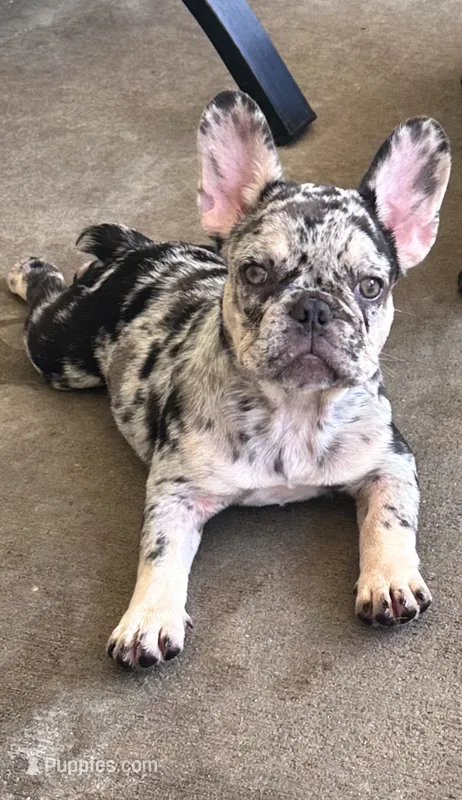 Birdie – French Bulldog puppy for sale in Mims, FL