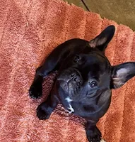 Ruby, a female French Bulldog for sale in Mims, FL – 5 of 7