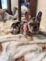 Birdie, a female French Bulldog for sale in Mims, FL – 7 of 10