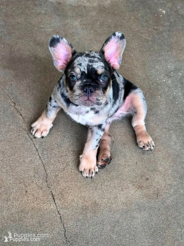 Suko – French Bulldog puppy for sale in Mims, FL
