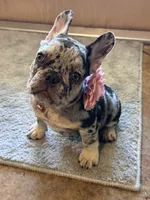 Birdie, a female French Bulldog for sale in Mims, FL – 5 of 10