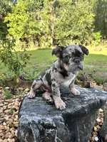 Suko, a male French Bulldog for sale in Mims, FL – 6 of 10