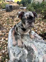 Suko, a male French Bulldog for sale in Mims, FL – 8 of 10