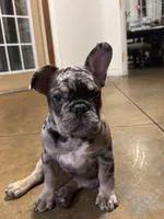 Bluey, a male French Bulldog for sale in Mims, FL – 9 of 9