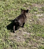 Ruby, a female French Bulldog for sale in Mims, FL – 4 of 7