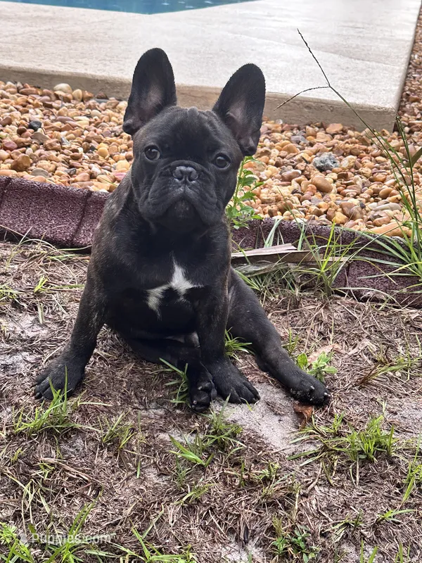 Vinci – French Bulldog puppy for sale in Mims, FL