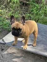 Vinny, a male French Bulldog for sale in Mims, FL – 2 of 2