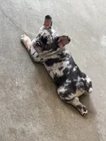 Suko, a male French Bulldog for sale in Mims, FL – 3 of 10